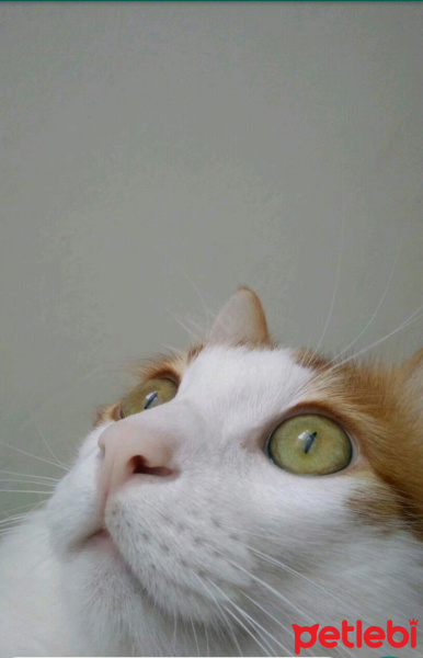 Tekir Kedi, Kedi  Tarçın fotoğrafı