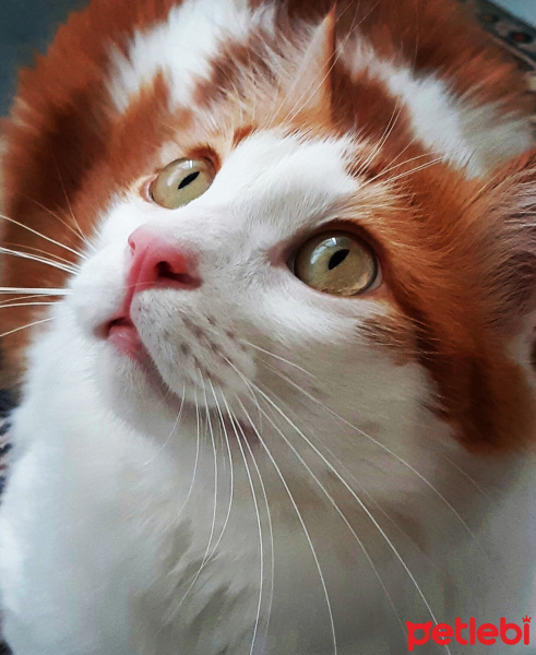 Tekir Kedi, Kedi  Tarçın fotoğrafı