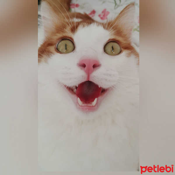 Tekir Kedi, Kedi  Tarçın fotoğrafı