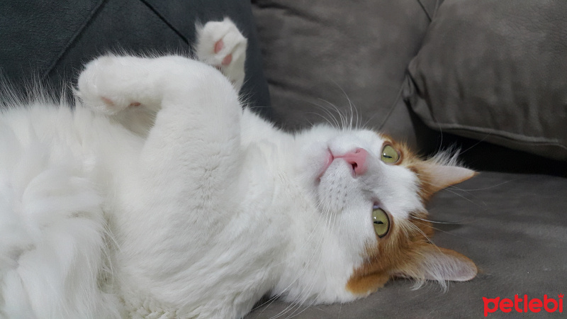 Tekir Kedi, Kedi  Tarçın fotoğrafı