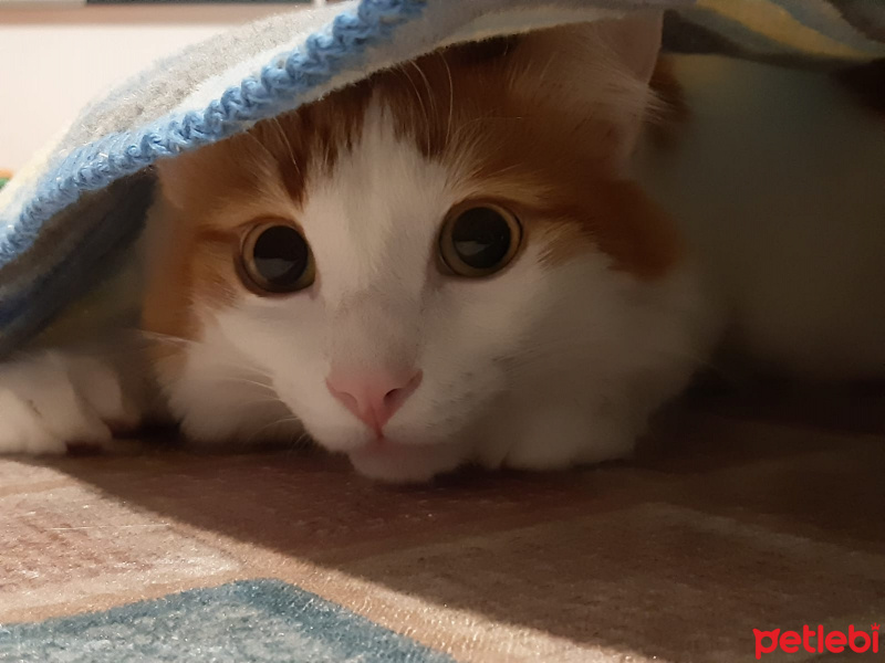 Tekir Kedi, Kedi  Tarçın fotoğrafı