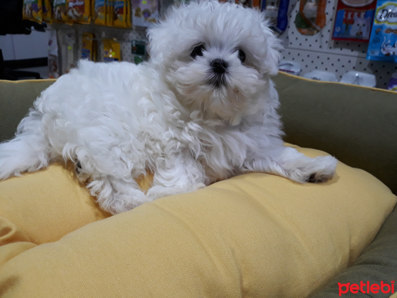 Maltese, Köpek  maltese terier fotoğrafı