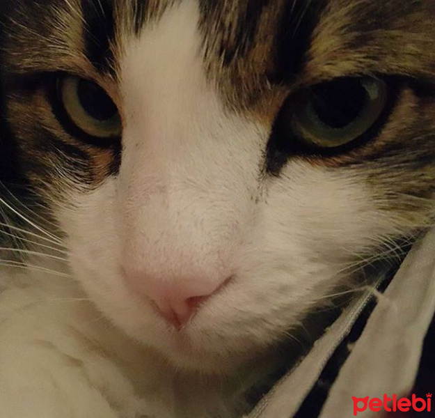 Norwegian Forest, Kedi  Tedi fotoğrafı