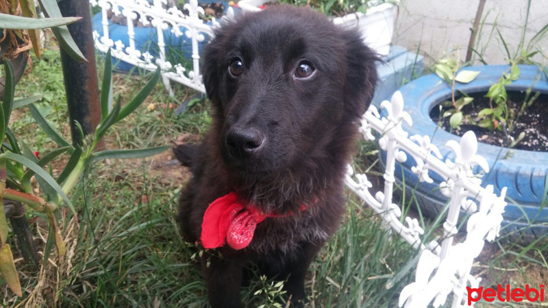 Labrador Retriever, Köpek  Zeytin fotoğrafı