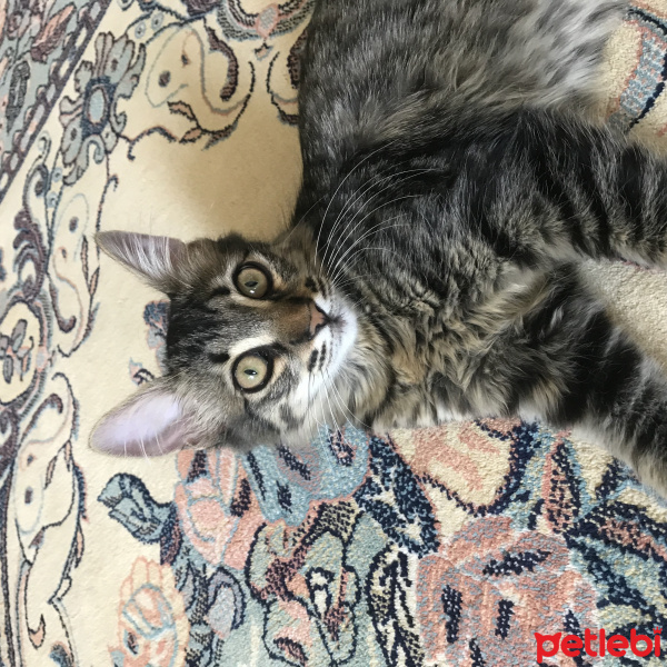 Tekir Kedi, Kedi  Çakıl fotoğrafı