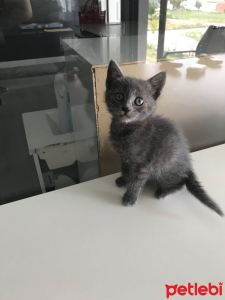Tekir Kedi, Kedi  Duman fotoğrafı