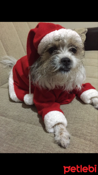 Maltese, Köpek  Leydi fotoğrafı