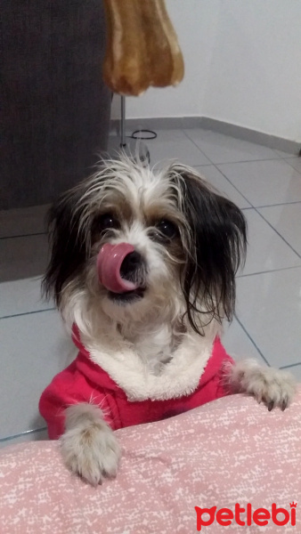 Maltese, Köpek  Leydi fotoğrafı