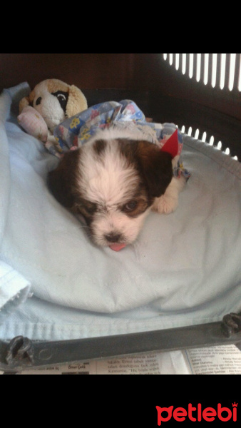 Maltese, Köpek  Leydi fotoğrafı