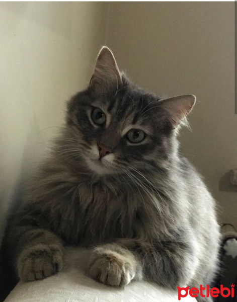 Tekir Kedi, Kedi  ŞUBAT fotoğrafı