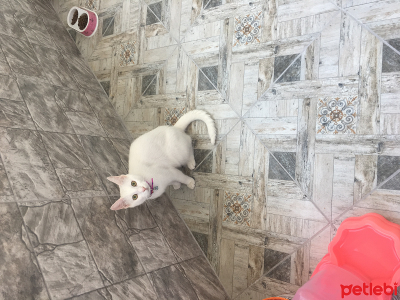 Tekir Kedi, Kedi  Sakız fotoğrafı