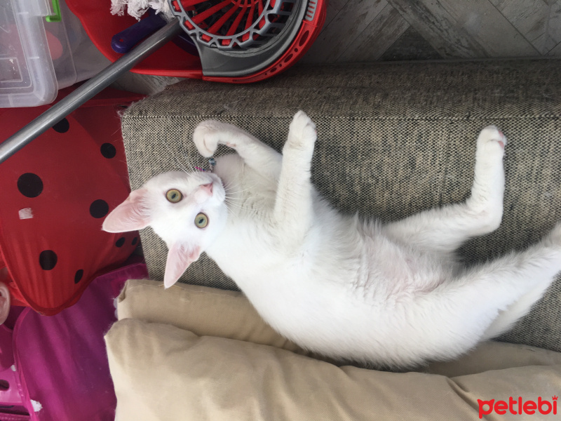 Tekir Kedi, Kedi  Sakız fotoğrafı
