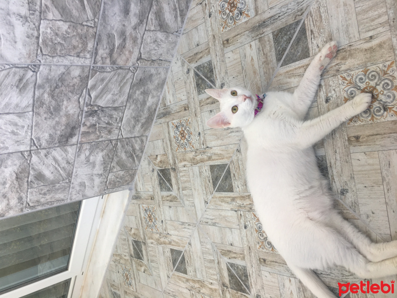Tekir Kedi, Kedi  Sakız fotoğrafı