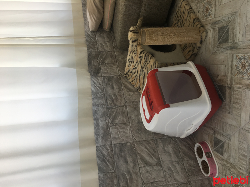 Tekir Kedi, Kedi  Sakız fotoğrafı