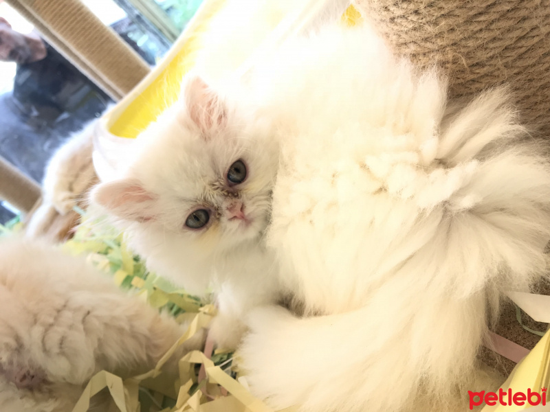 İran Kedisi (Persian), Kedi  persian fotoğrafı