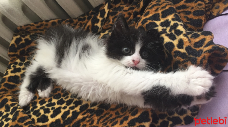 Tekir Kedi, Kedi  Fıstık fotoğrafı