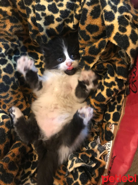 Tekir Kedi, Kedi  Fıstık fotoğrafı