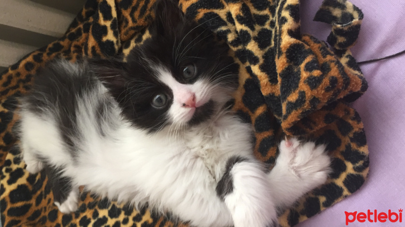 Tekir Kedi, Kedi  Fıstık fotoğrafı