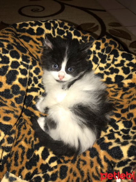 Tekir Kedi, Kedi  Fıstık fotoğrafı