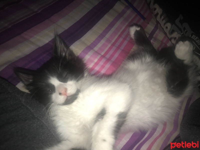 Tekir Kedi, Kedi  Fıstık fotoğrafı