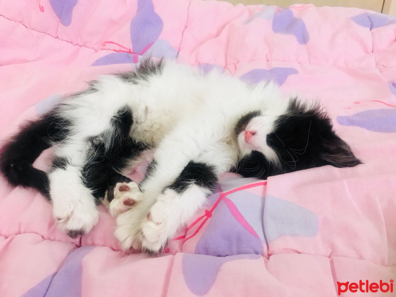 Tekir Kedi, Kedi  Fıstık fotoğrafı