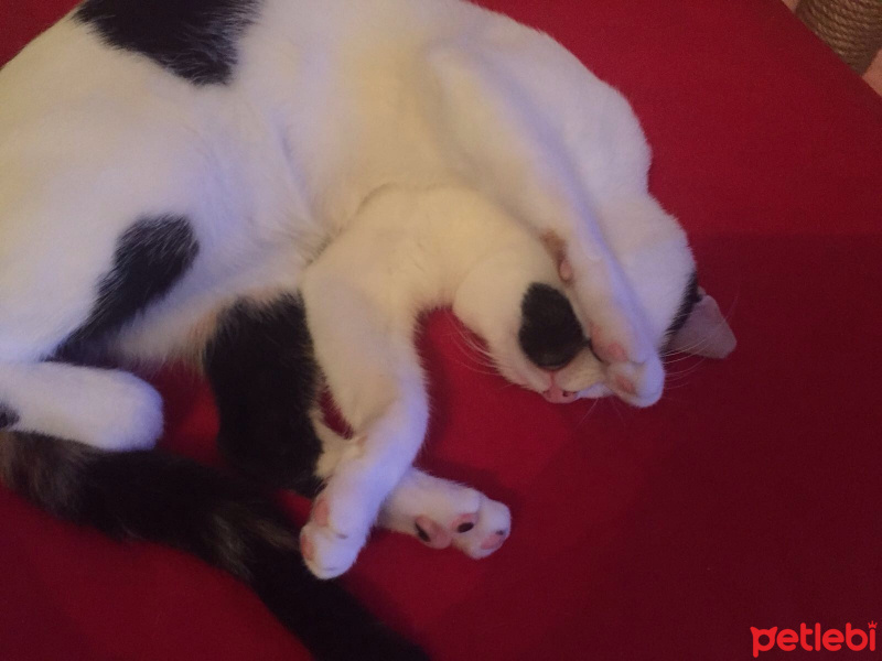 Tekir Kedi, Kedi  lucky fotoğrafı