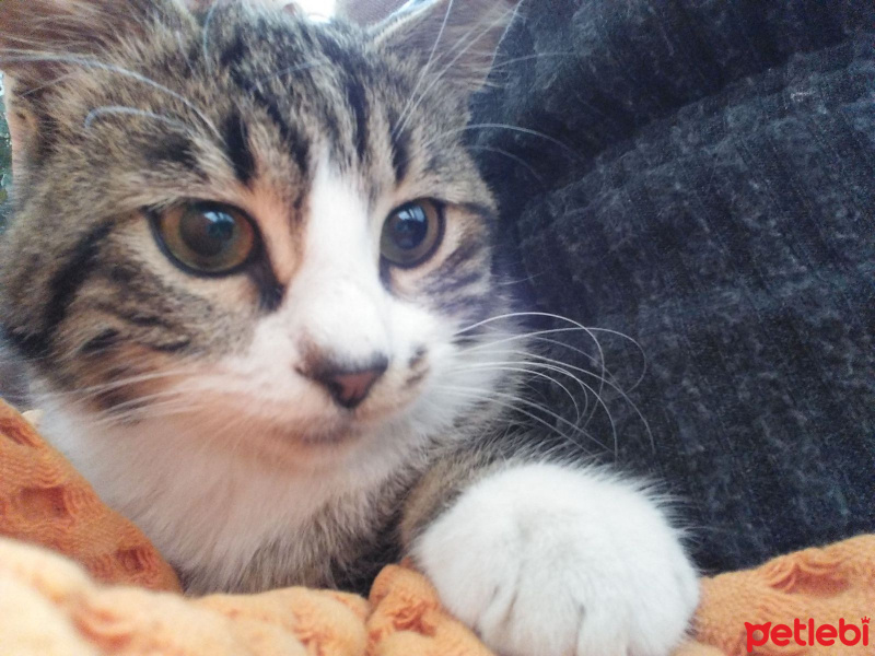 Tekir Kedi, Kedi  Mia fotoğrafı