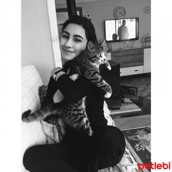 Tekir Kedi, Kedi  Mia fotoğrafı