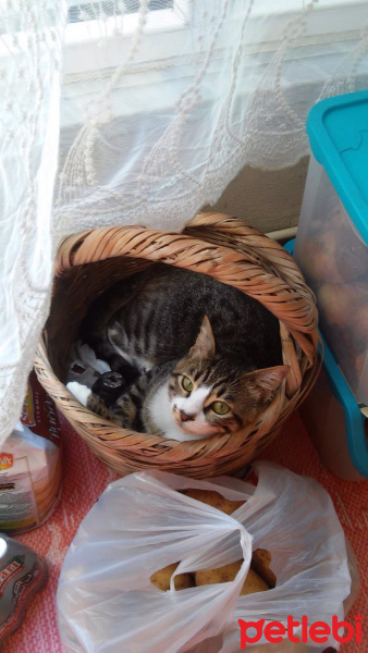 Tekir Kedi, Kedi  Mia fotoğrafı