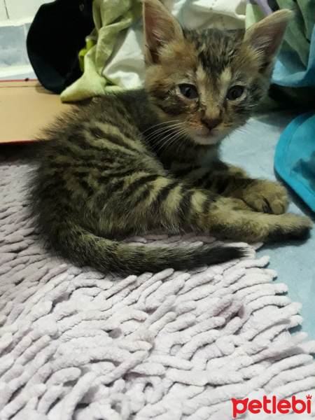 Tekir Kedi, Kedi  . fotoğrafı