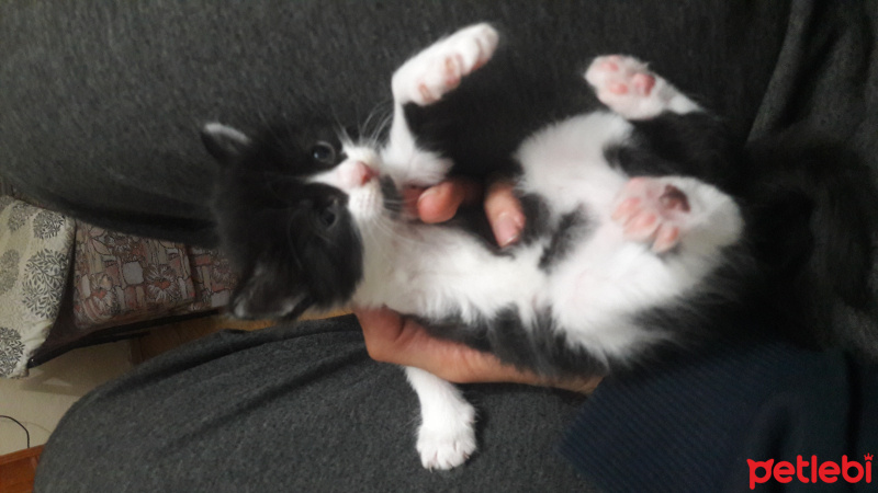 Tekir Kedi, Kedi  Unicorn fotoğrafı