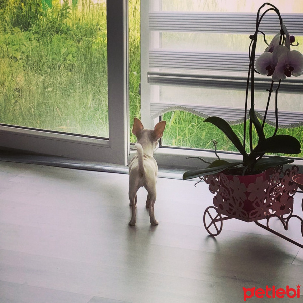 Chihuahua, Köpek  Maya fotoğrafı
