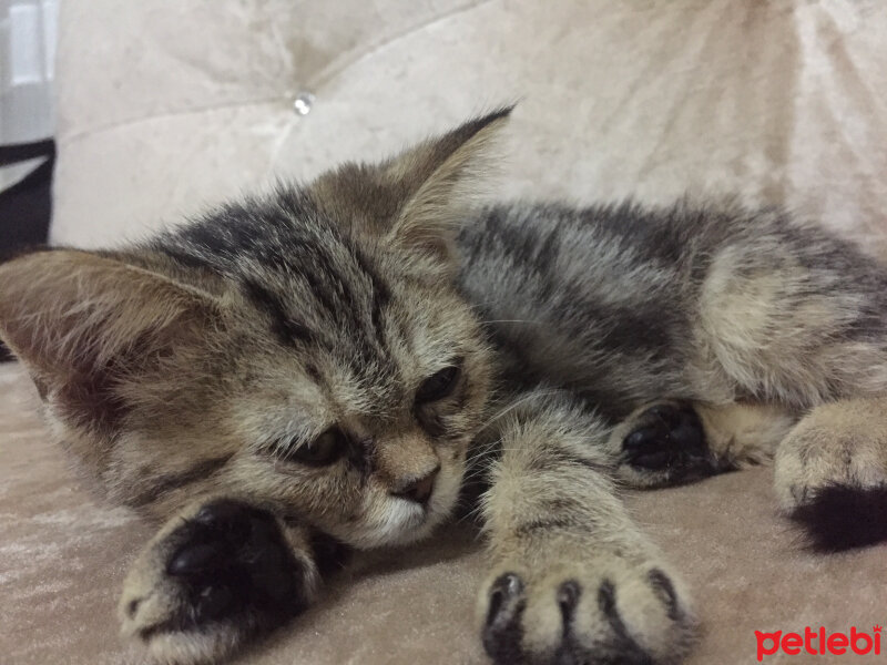 British Shorthair, Kedi  Pişö fotoğrafı