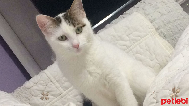 Tekir Kedi, Kedi  Minnoş fotoğrafı