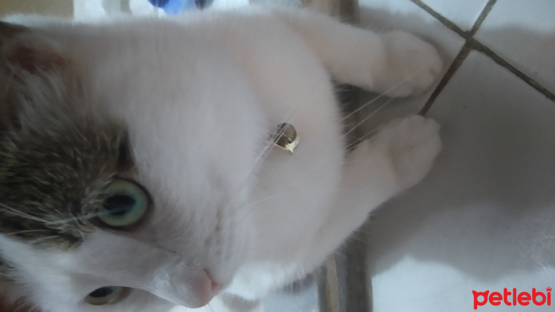 Tekir Kedi, Kedi  Minnoş fotoğrafı