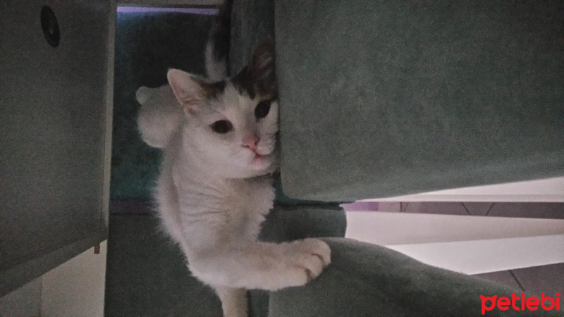 Tekir Kedi, Kedi  Minnoş fotoğrafı