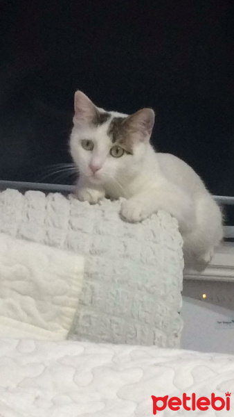 Tekir Kedi, Kedi  Minnoş fotoğrafı
