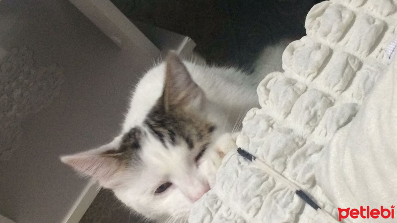 Tekir Kedi, Kedi  Minnoş fotoğrafı