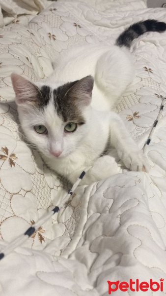 Tekir Kedi, Kedi  Minnoş fotoğrafı