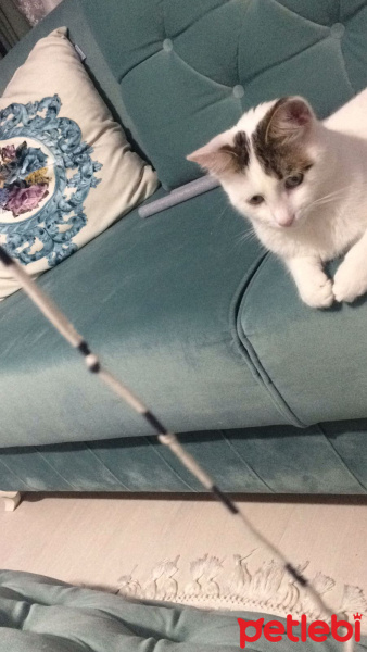 Tekir Kedi, Kedi  Minnoş fotoğrafı