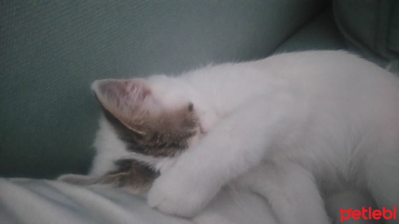 Tekir Kedi, Kedi  Minnoş fotoğrafı