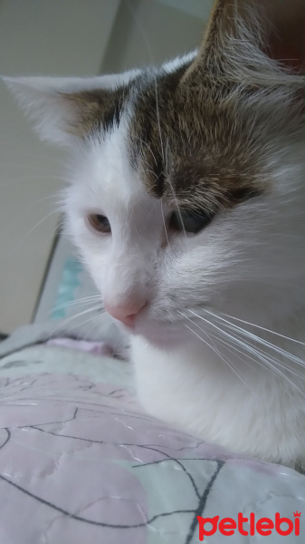 Tekir Kedi, Kedi  Minnoş fotoğrafı