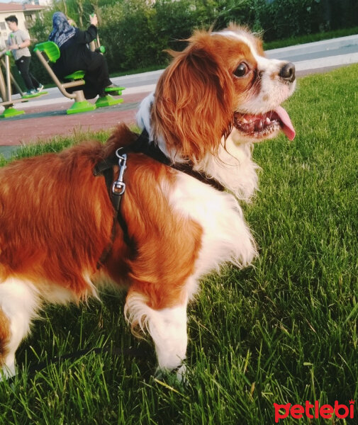 Cavalier King Charles Spanieli, Köpek  Tarçın fotoğrafı