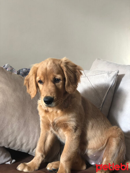 Golden Retriever, Köpek  Misha fotoğrafı