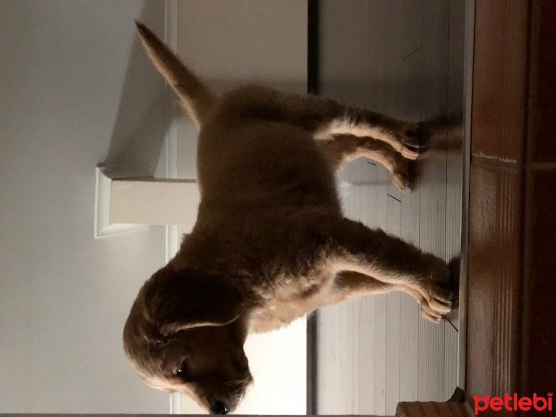 Golden Retriever, Köpek  Misha fotoğrafı