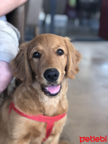 Golden Retriever, Köpek  Misha fotoğrafı