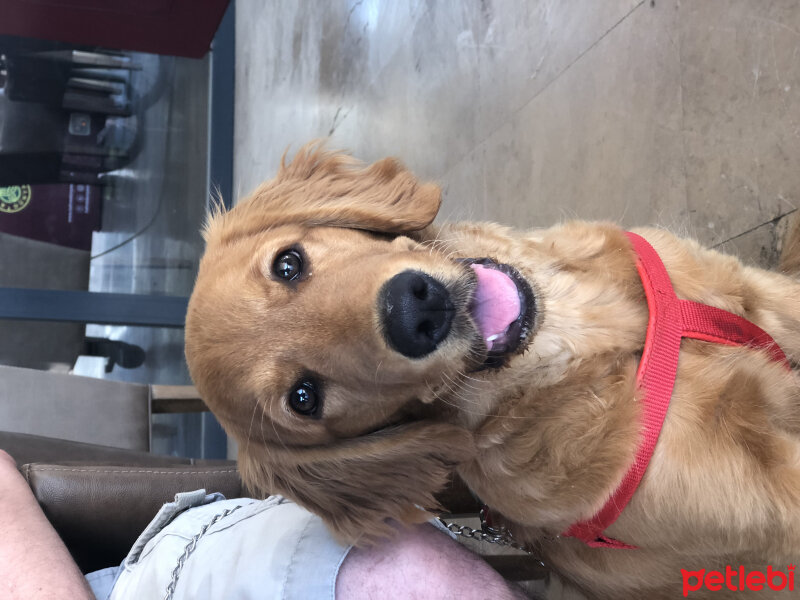 Golden Retriever, Köpek  Misha fotoğrafı