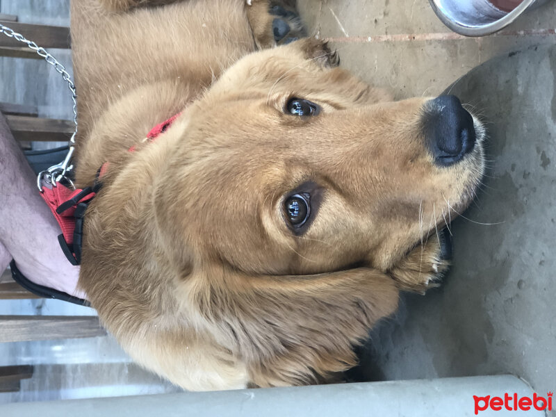 Golden Retriever, Köpek  Misha fotoğrafı