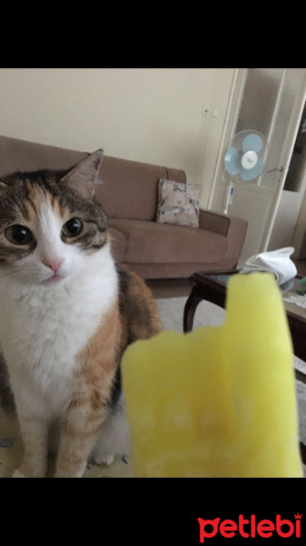 Tekir Kedi, Kedi  Badem fotoğrafı