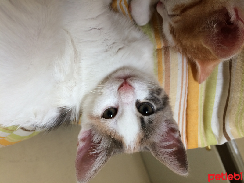 Ankara Kedisi, Kedi  Mia fotoğrafı